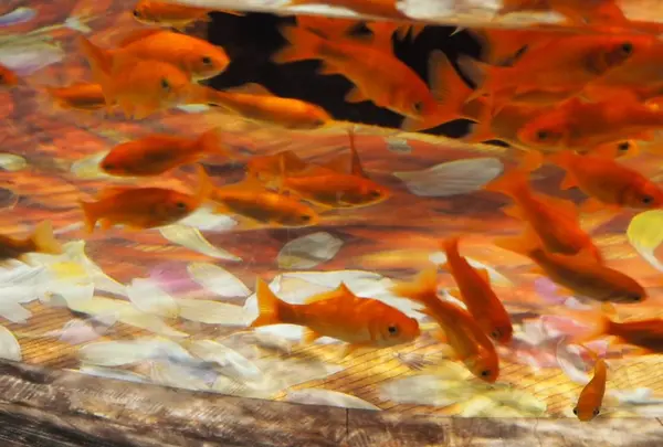 すみだ水族館の写真・動画_image_649374