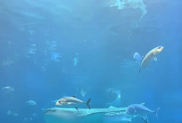 海遊館の写真・動画_image_650093