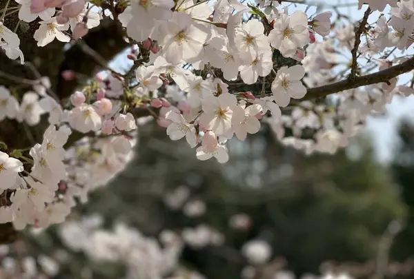 道後公園の写真・動画_image_650176