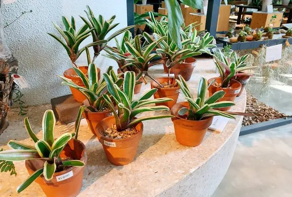 花のがっこうの写真・動画_image_650415