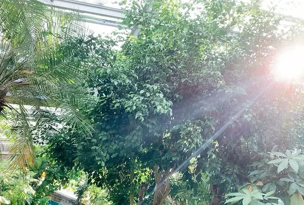花のがっこうの写真・動画_image_650421
