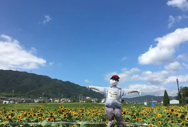ひまわり畑の写真・動画_image_651489