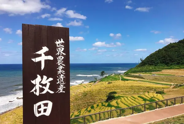 白米千枚田の写真・動画_image_652515