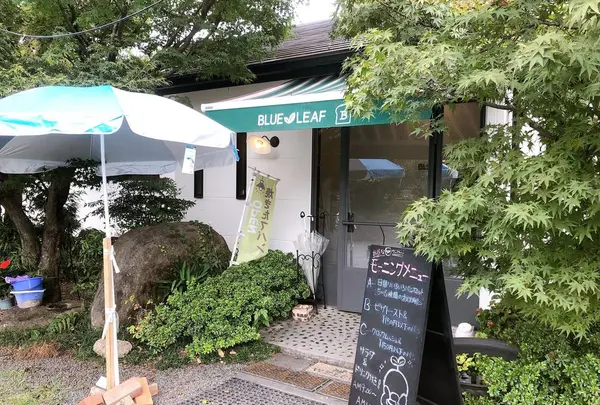 BLUE LEAFの写真・動画_image_653438