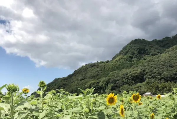 道の駅　原鶴の写真・動画_image_654033