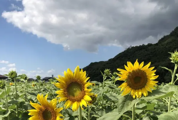 道の駅　原鶴の写真・動画_image_654034