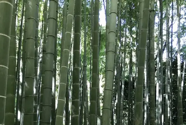 鎌倉の写真・動画_image_655118