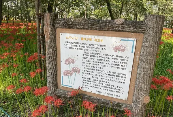 曼珠沙華公園の写真・動画_image_657071
