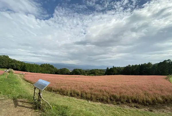 赤そばの里の写真・動画_image_657613