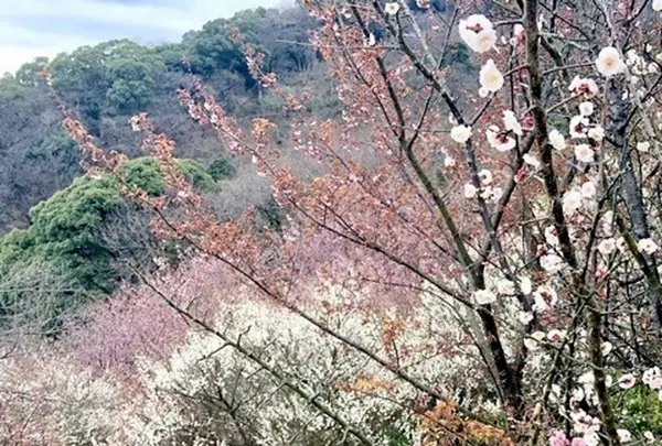 アカオハーブ＆ローズガーデンの写真・動画_image_657731