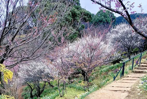 アカオハーブ＆ローズガーデンの写真・動画_image_657732