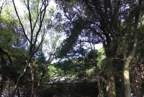 安土城跡の写真・動画_image_659390