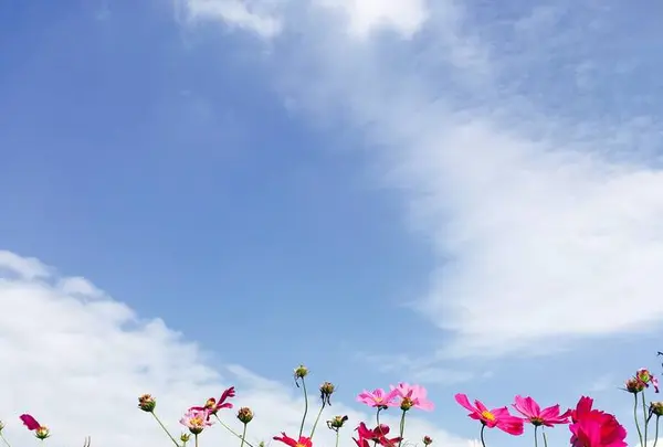藤原宮跡の写真・動画_image_659467