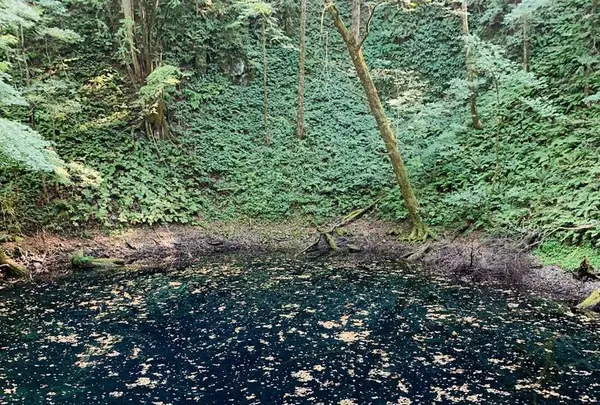 青池の写真・動画_image_663439