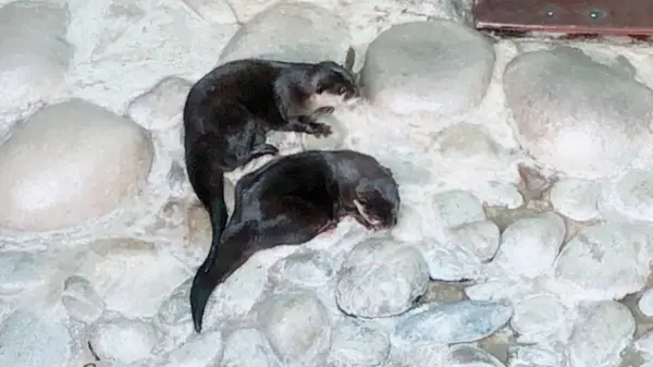 アクア・トト　ぎふの写真・動画_image_663776