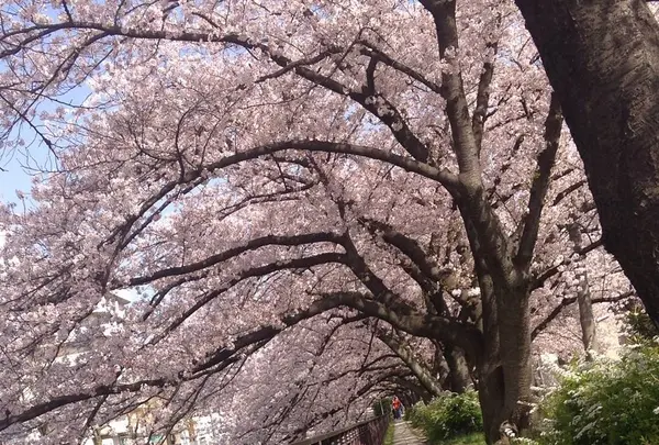 天神川の写真・動画_image_664299