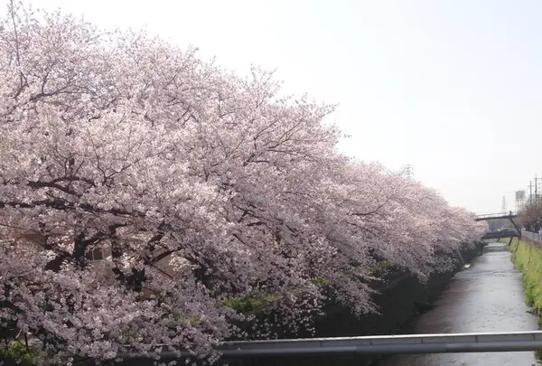 天神川の写真・動画_image_664300