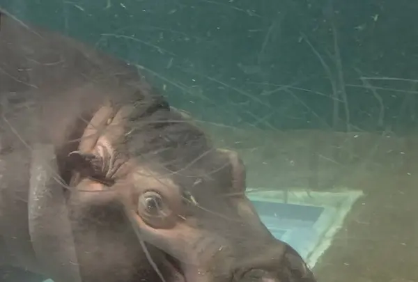 旭川市 旭山動物園の写真・動画_image_670736