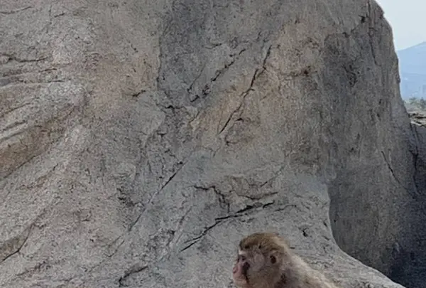 旭川市 旭山動物園の写真・動画_image_670737
