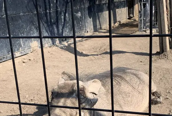 旭川市 旭山動物園の写真・動画_image_670741