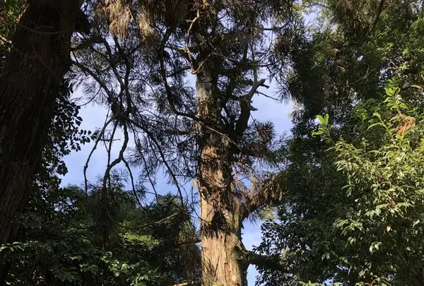 貫前神社の写真・動画_image_671601