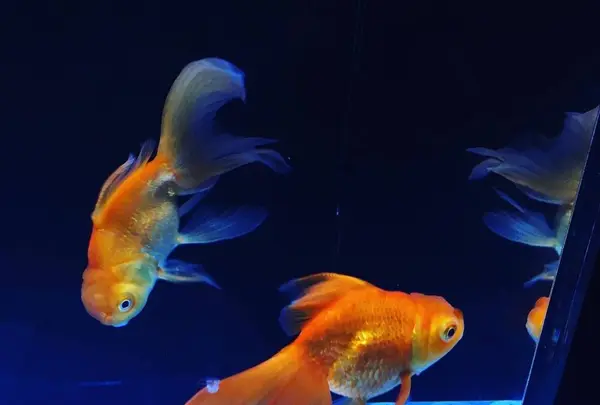 すみだ水族館の写真・動画_image_671713