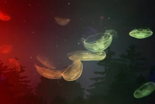 すみだ水族館の写真・動画_image_671714