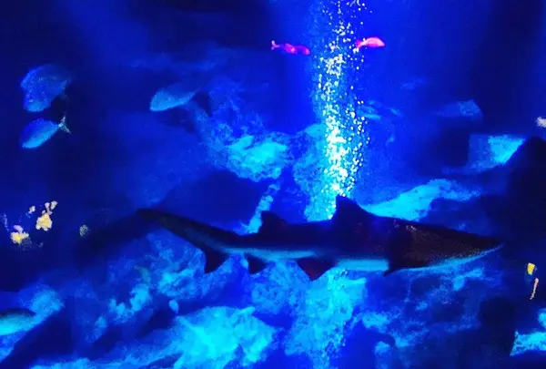 すみだ水族館の写真・動画_image_671716