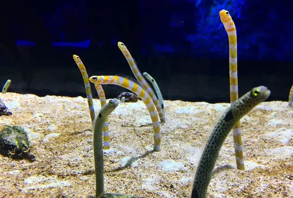 すみだ水族館の写真・動画_image_671719