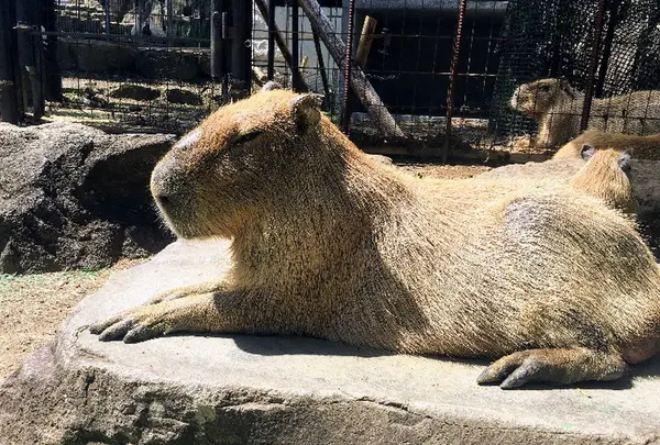 伊豆シャボテン動物公園の写真・動画_image_671731