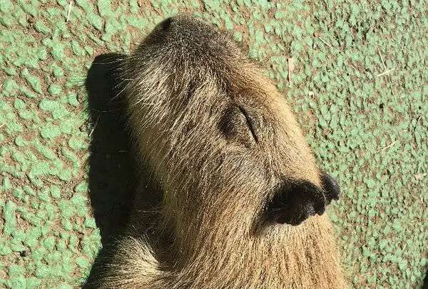 伊豆シャボテン動物公園の写真・動画_image_671732