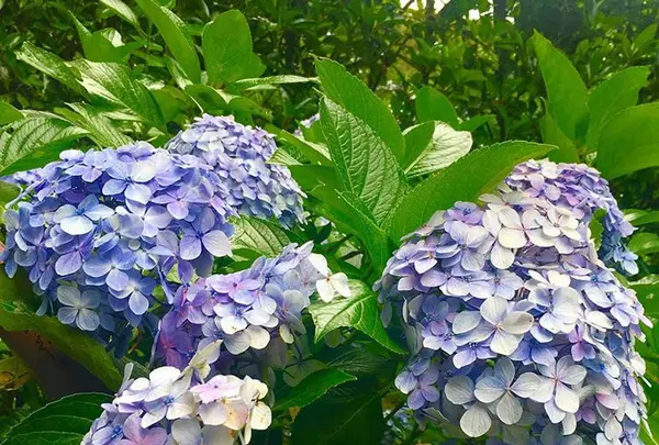 長谷寺の写真・動画_image_671771