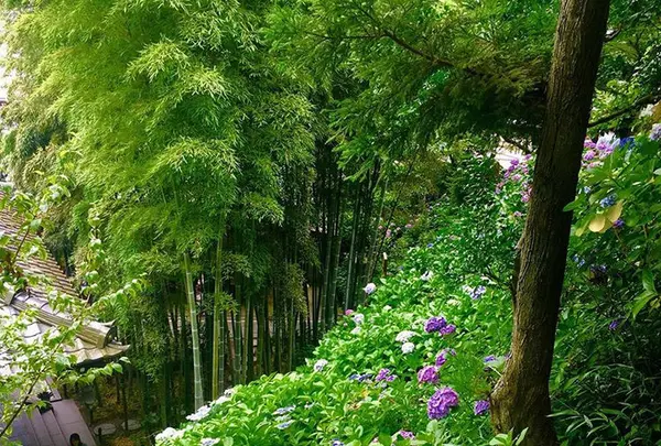 長谷寺の写真・動画_image_671774
