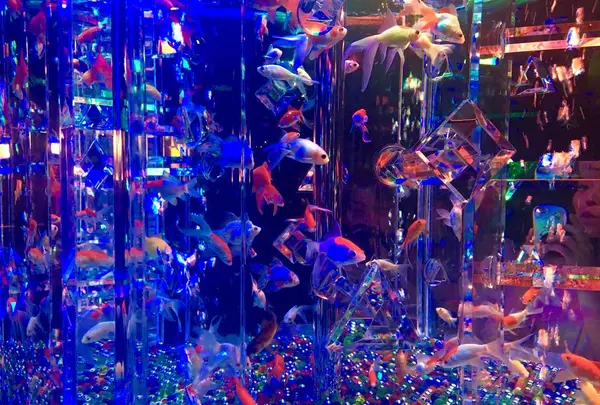 【閉業】アートアクアリウムの写真・動画_image_671799