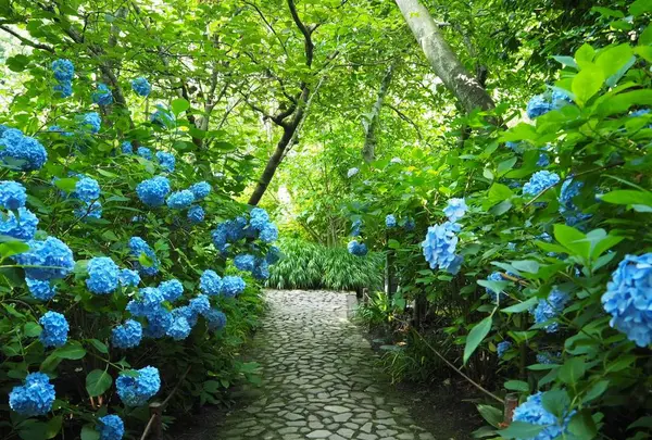明月院（あじさい寺）の写真・動画_image_673951