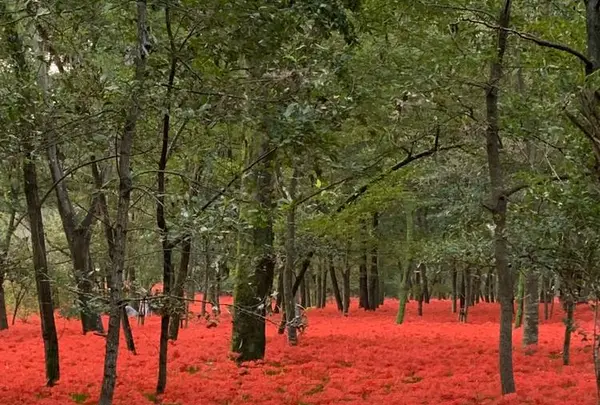 曼珠沙華公園の写真・動画_image_674880