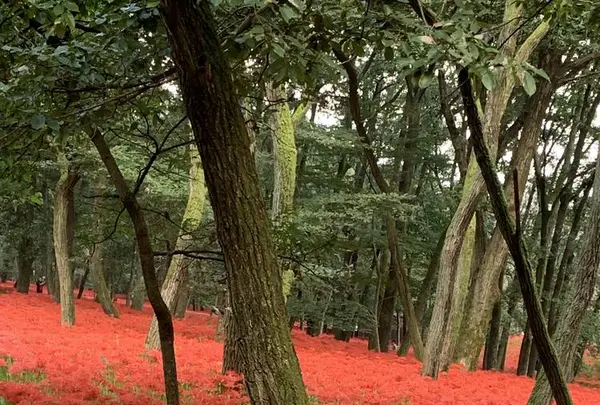 曼珠沙華公園の写真・動画_image_674883