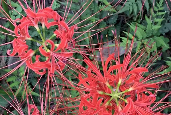 曼珠沙華公園の写真・動画_image_674884