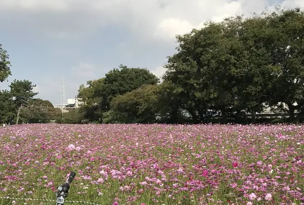 武庫川コスモス園の写真・動画_image_675329