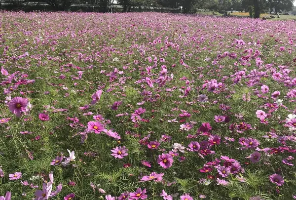 武庫川コスモス園の写真・動画_image_675331