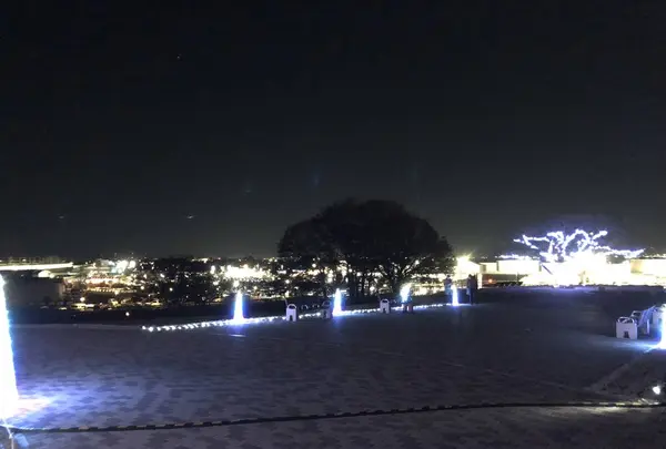 マリーゴールドの丘の写真・動画_image_676332