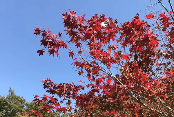篭坊温泉の写真・動画_image_676384