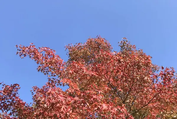 篭坊温泉の写真・動画_image_676385