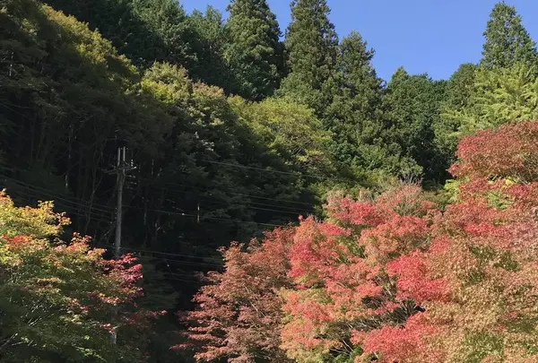 篭坊温泉の写真・動画_image_676386