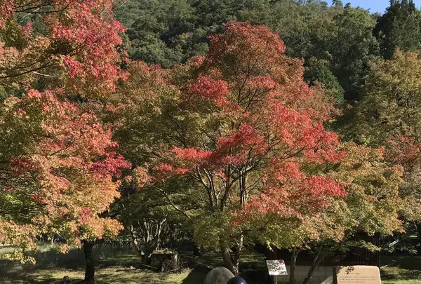 篭坊温泉の写真・動画_image_676387