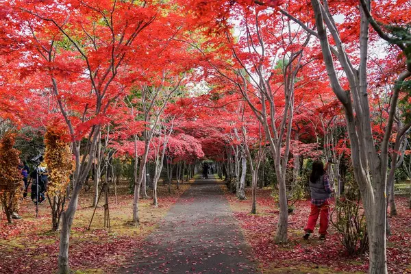 平岡樹芸センターの写真・動画_image_677463