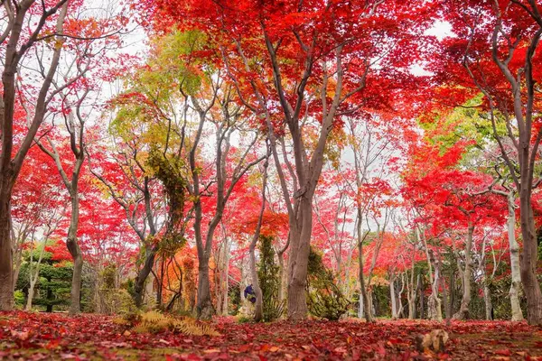 平岡樹芸センターの写真・動画_image_677465