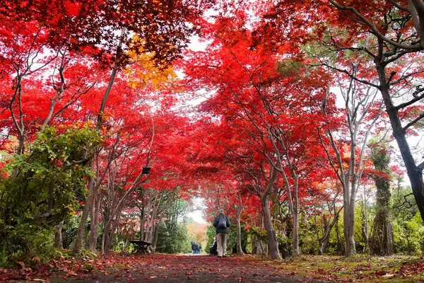 平岡樹芸センターの写真・動画_image_677466