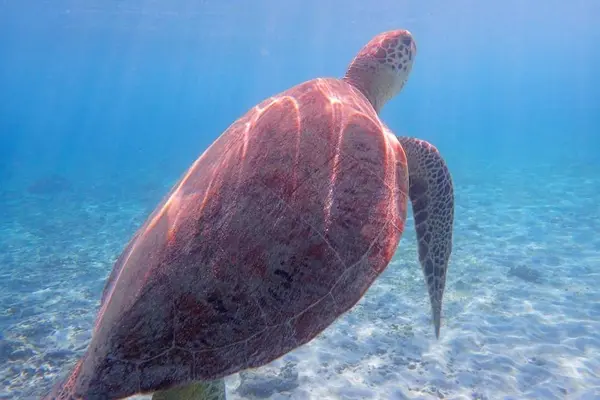阿真ビーチの写真・動画_image_678000