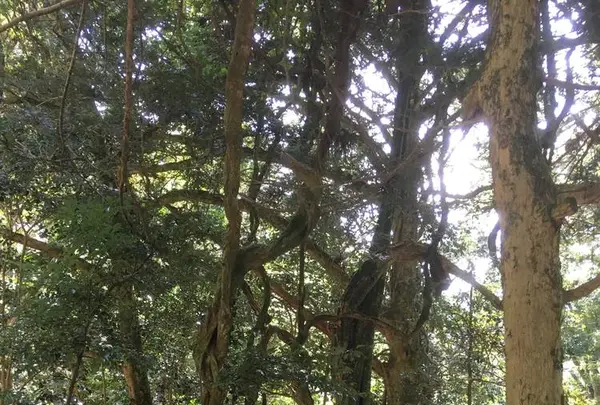 鞍馬寺の写真・動画_image_680563